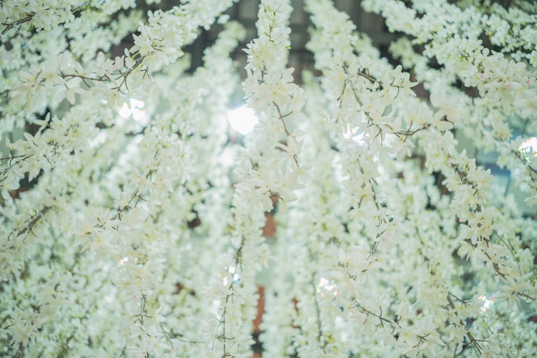 Chrysanthemum Stone crystal - healing properties and meaning